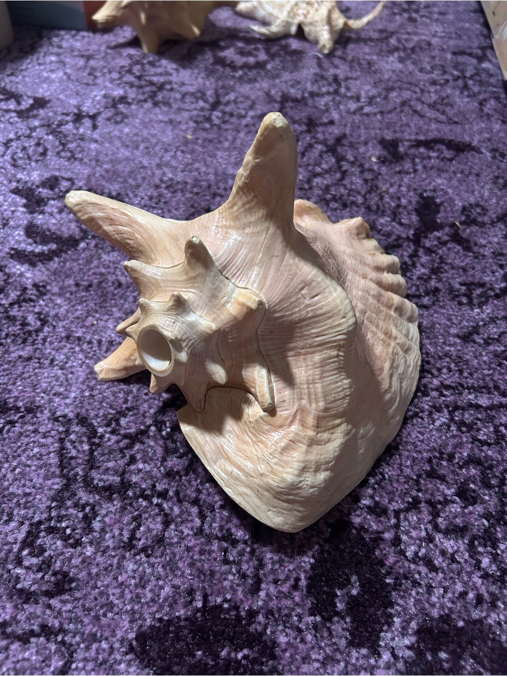 Natural Large Queen Conch Shell - Picture 2 of 7